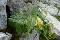 Paederota lutea