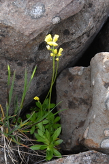 Draba glacialis