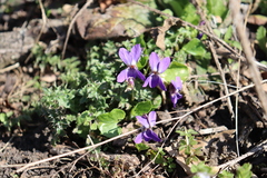 Viola ambigua