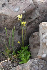 Draba glacialis