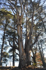 Eucalyptus cypellocarpa