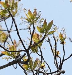 Sassafras randaiense