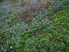 Cardamine glanduligera