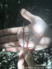 Xylosma prockia