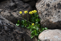 Draba glacialis