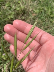 Bromus lanceolatus