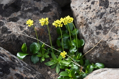 Draba glacialis