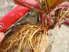 Hieracium lepidulum