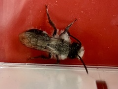 Andrena cineraria