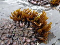 Mazzaella laminarioides