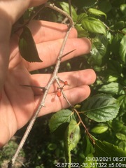 Xylosma prockia