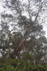 Eucalyptus aquatica