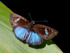 Pythonides jovianus amaryllis