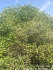 Xylosma prockia