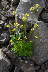 Draba glacialis
