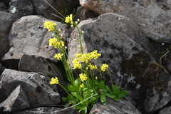 Draba glacialis