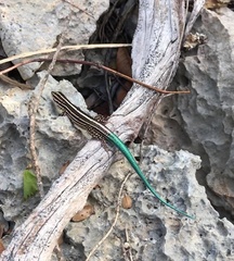 Pholidoscelis wetmorei
