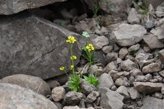 Draba glacialis