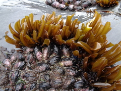 Mazzaella laminarioides