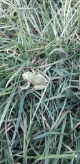 Hyla intermedia perrini