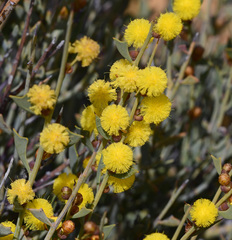 Acacia inaequiloba