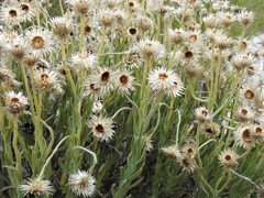 Syncarpha speciosissima