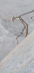 Stagmomantis domingensis