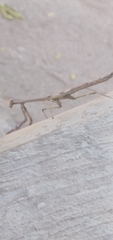 Stagmomantis domingensis