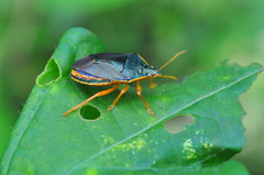 Tynacantha marginata