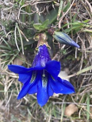 Gentiana acaulis