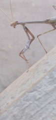 Stagmomantis domingensis