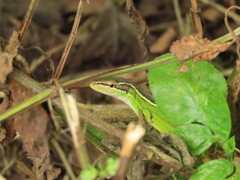 Takydromus stejnegeri