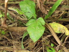 Takydromus stejnegeri