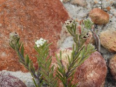 Phylica parviflora