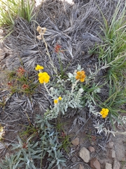 Helichrysum anomalum