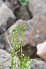 Draba glacialis
