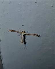 Stenodacma wahlbergi