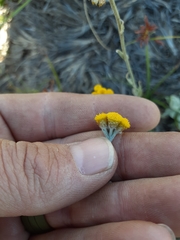 Helichrysum anomalum