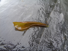 Mazzaella laminarioides