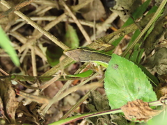 Takydromus stejnegeri