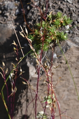 Draba hirta