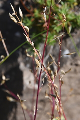Draba hirta