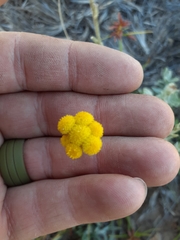 Helichrysum anomalum