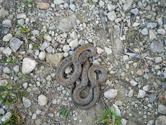 Macroprotodon mauritanicus