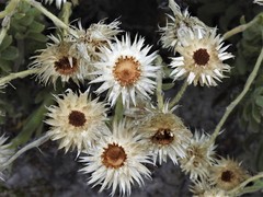 Syncarpha speciosissima