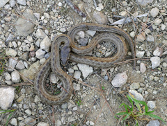 Macroprotodon mauritanicus