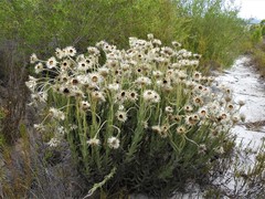 Syncarpha speciosissima