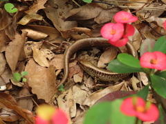 Sphenomorphus indicus