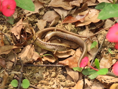 Sphenomorphus indicus