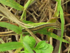 Takydromus stejnegeri